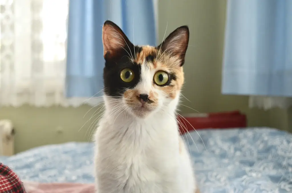 幼貓睡眠時間：讓你的小毛孩睡好睡滿