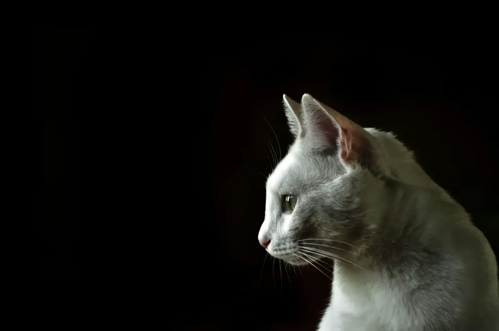 新手飼養幼貓：新手爸媽的終極指南